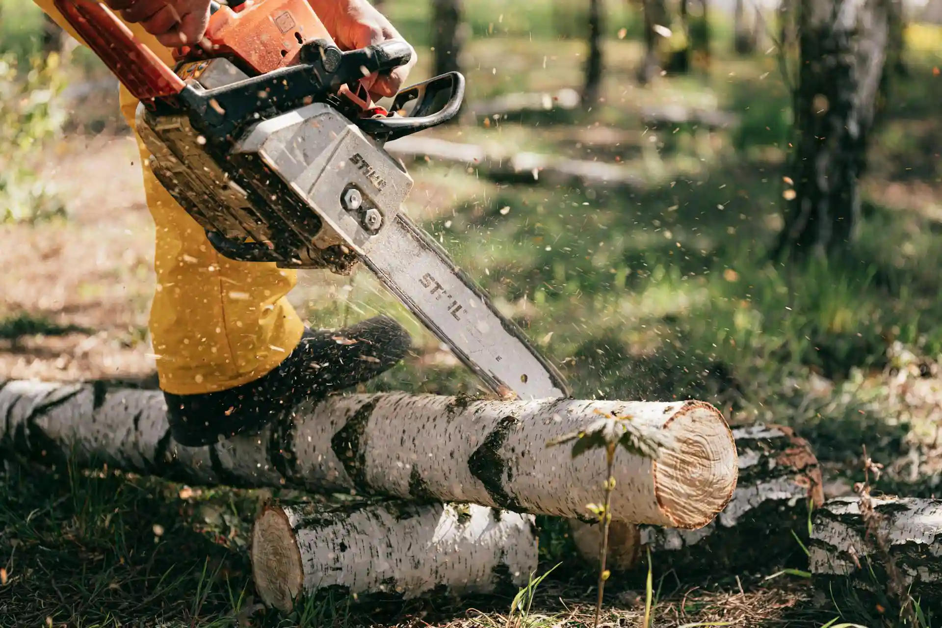 Small tree removals & trimming Shrub maintenance & shaping